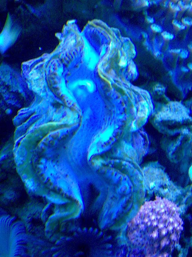 corals inverts - tridacna maxima - blue maxima clam stocking in 100 gallons tank - .