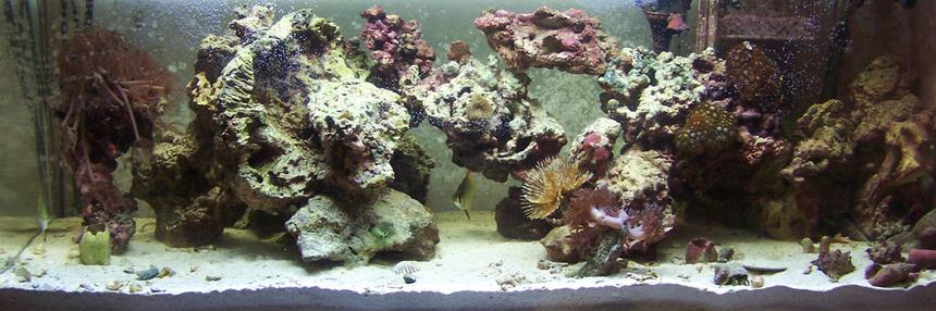 Rated #215: 60 Gallons Reef Tank - i miss it, its gone now. it all died after the lights went out and i was away for a month.....