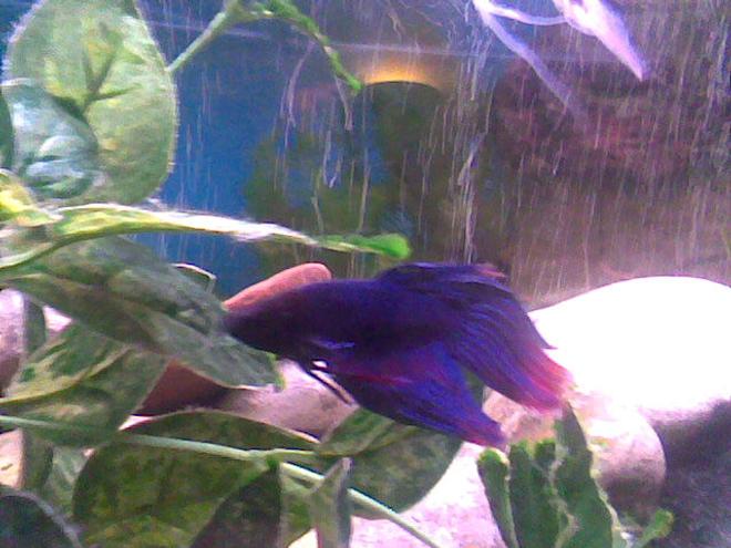 46 gallons freshwater fish tank (mostly fish and non-living decorations) - The male Siamese fighter on one of his rare excusions out from the rocks. Must be feeding time