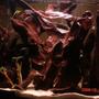 55 gallons freshwater fish tank (mostly fish and non-living decorations) - 50G