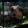 46 gallons reef tank (mostly live coral and fish) - 46 gallon, 70 pounds of live rock
