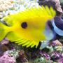 saltwater fish - siganus unimaculatus - one spot foxface stocking in 46 gallons tank - Foxface