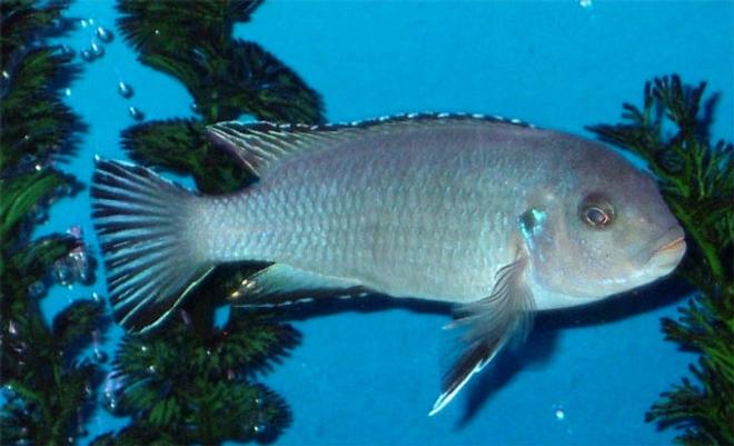 freshwater fish - pseudotropheus socolofi - powder blue cichlid stocking in 55 gallons tank - Adult female Pseudotropheus socolofi.