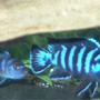 freshwater fish - pseudotropheus demasoni - demasoni cichlid stocking in 55 gallons tank - Juvinile female Pseudotropheus demasoni (left), Young adult male Pseudotropheus demasoni (right). Male has evidence of a recent territory dispute (white lips). Apparently he won!