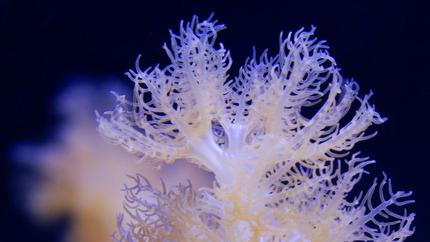 corals inverts - cladiella sp. - cauliflower colt coral stocking in 125 gallons tank - Macro of Colt Coral in my 125 gallons reef