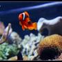 saltwater fish - amphiprion frenatus - tomato clownfish stocking in 125 gallons tank - Tomato Clown in my 125 gallons reef