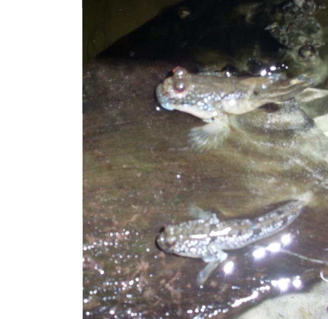 freshwater fish - periophthalmus modestus - mudskipper stocking in 110 gallons tank - Mud Skippers which are indeed a fish not a coral or invert