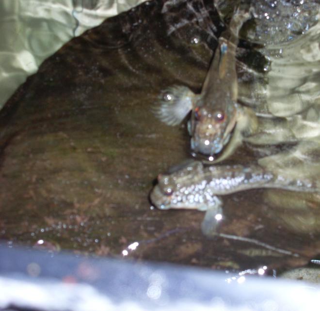 freshwater fish - periophthalmus modestus - mudskipper stocking in 110 gallons tank - Mud Skippers 2