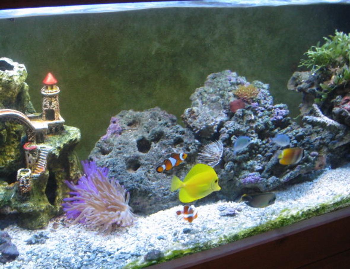 60 gallons reef tank (mostly live coral and fish) - my fish tank two years later