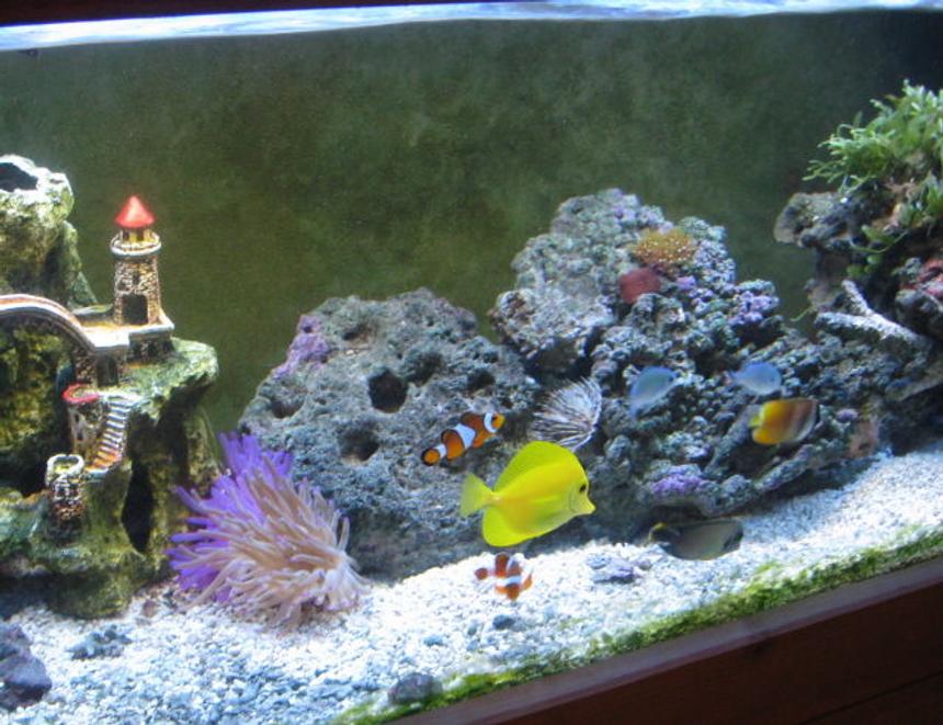 Rated #220: 60 Gallons Reef Tank - my fish tank two years later