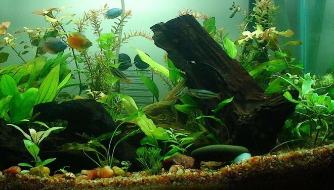 30 gallons planted tank (mostly live plants and fish) - 30 gallon Planted Aquarium 
Current Population:
2 Guppy
2 Common Pleco
4 Black Widow Tetra
3 Banded Rainbow
9 Neon Tetra
4 Harlequin Rasbora
2 Cherry Barb
2 Rummy Nose Tetras