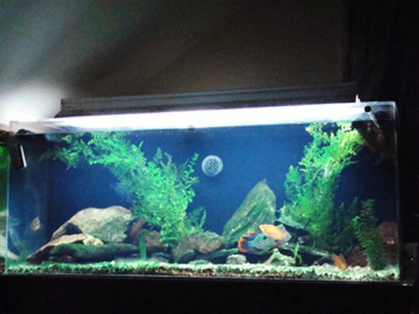 Rated #2118: 110 Gallons Freshwater Fish Tank - 110 gallon