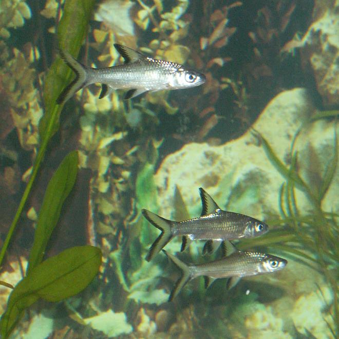 freshwater fish - balantiocheilus melanopterus - bala shark stocking in 110 gallons tank - Bala Shark