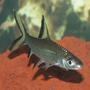 freshwater fish - balantiocheilus melanopterus - bala shark stocking in 110 gallons tank - Bala Shark