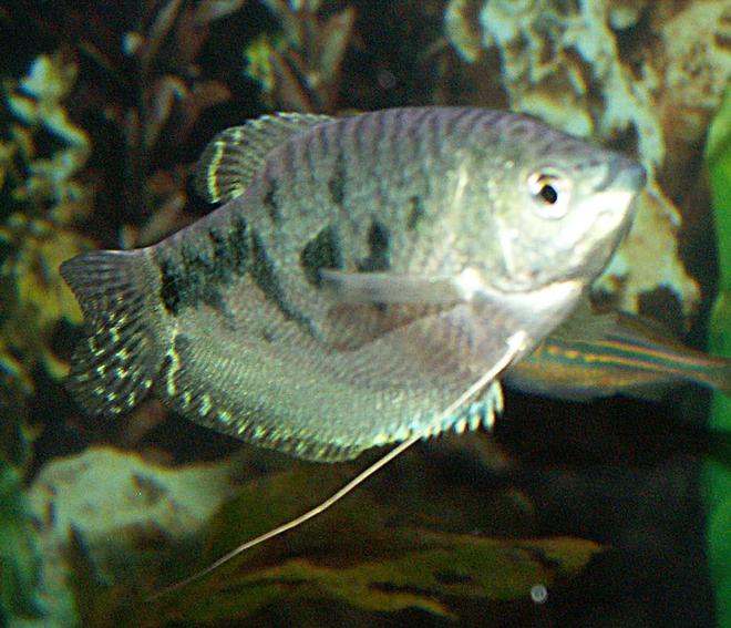 freshwater fish - trichogaster trichopterus - blue gourami stocking in 110 gallons tank - Blue Gourami