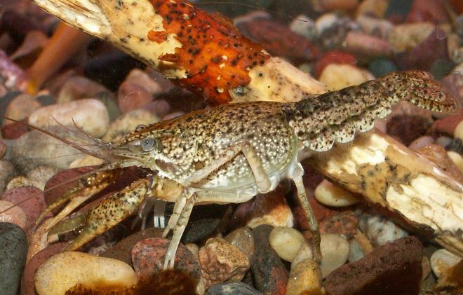 corals inverts - procambarus sp. - marble crayfish stocking in 110 gallons tank - Crawdad