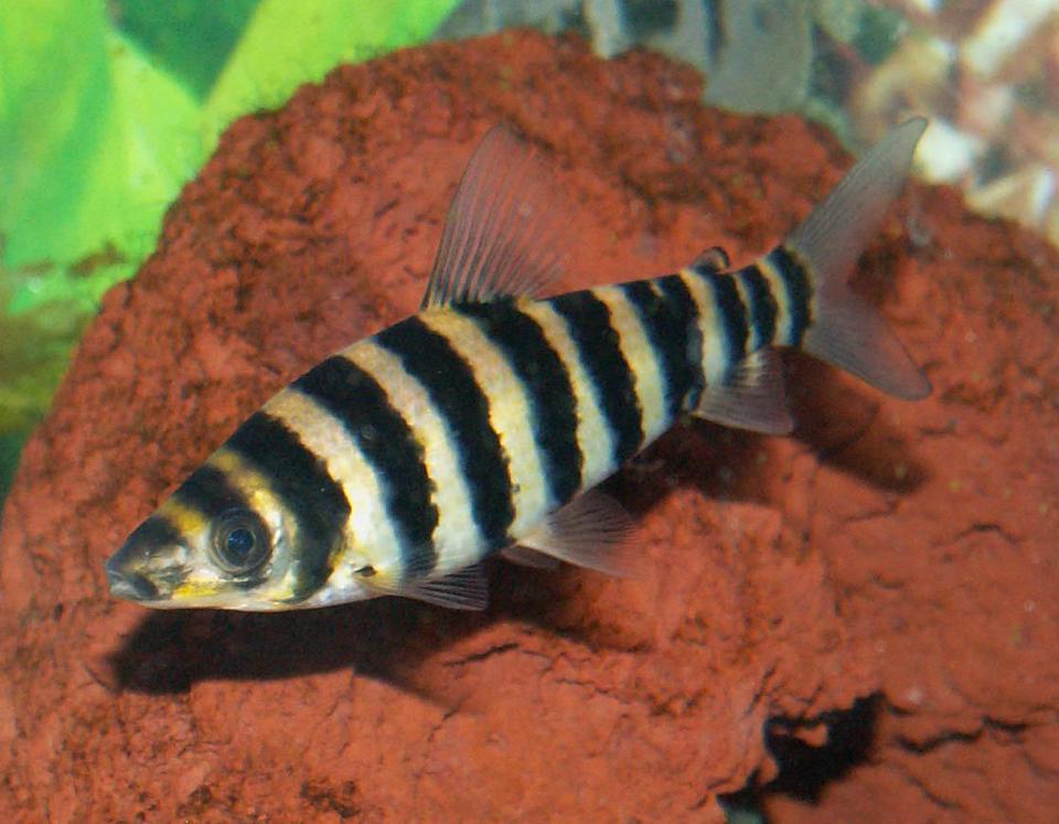freshwater fish - leporinus fasciatus - banded leporinus stocking in 110 gallons tank - Banded Leporinus Headstander
