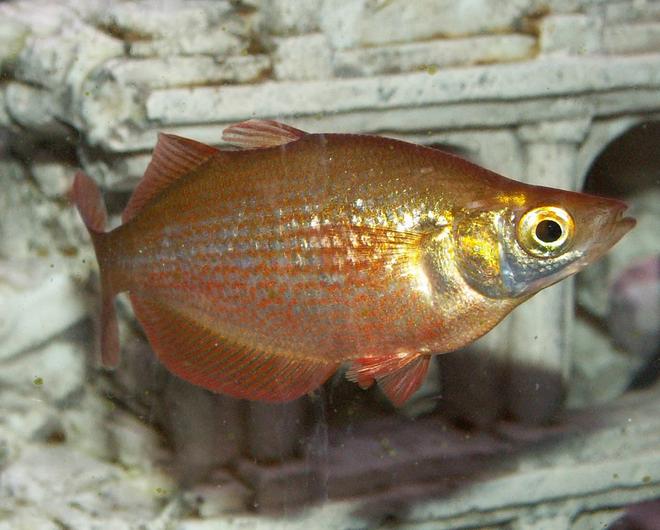 freshwater fish - glossolepis incisis - red irian rainbow stocking in 110 gallons tank - Red Rainbow