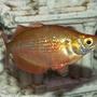freshwater fish - glossolepis incisis - red irian rainbow stocking in 110 gallons tank - Red Rainbow