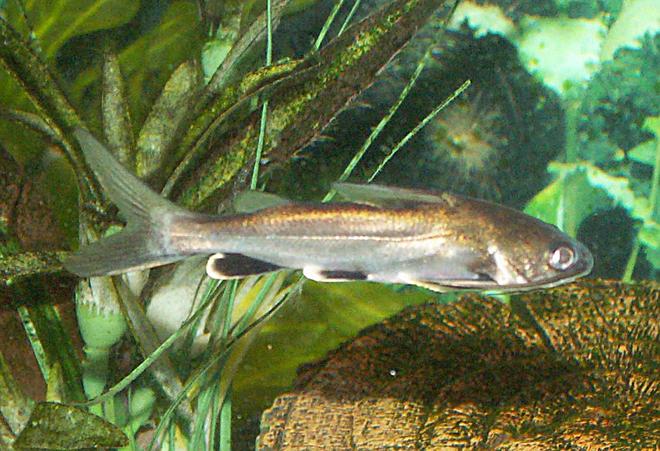 freshwater fish - hexanematichthys seemanni - silver tipped shark stocking in 110 gallons tank - Silver Tipped Shark