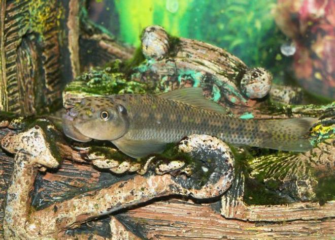 freshwater fish - gyrinocheilos aymonieri - chinese algae eater stocking in 110 gallons tank - Chinese Algea Eater