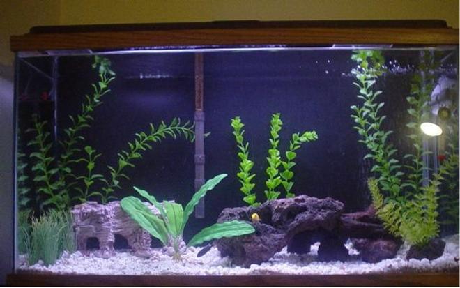 29 gallons freshwater fish tank (mostly fish and non-living decorations) - 29H work in progress standard 20w light/hood tetra whisper power filter couple of decor. red lava rock and assorted fake plants 2 electric yellow, 2 acei, 1 pleco, 1 upside-down catfish