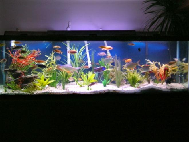 125 gallons freshwater fish tank (mostly fish and non-living decorations) - My 125 gal. tank