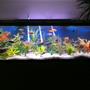 125 gallons freshwater fish tank (mostly fish and non-living decorations) - My 125 gal. tank