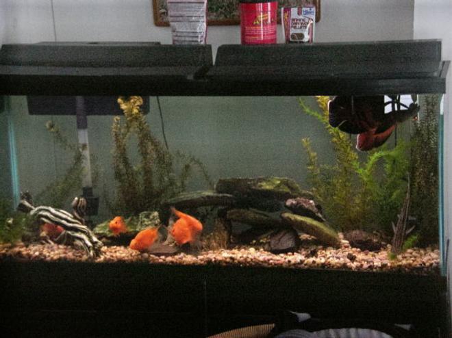 125 gallons freshwater fish tank (mostly fish and non-living decorations) - My 55 gal.