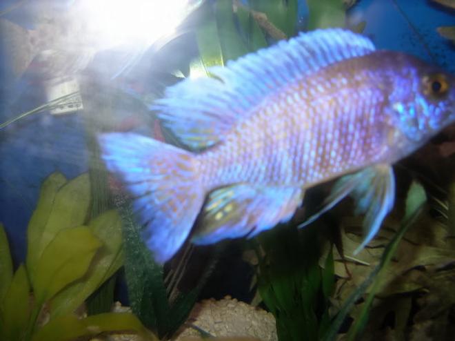 freshwater fish - aulonocara hansbaenschi - red peacock cichlid stocking in 125 gallons tank - Peacock.