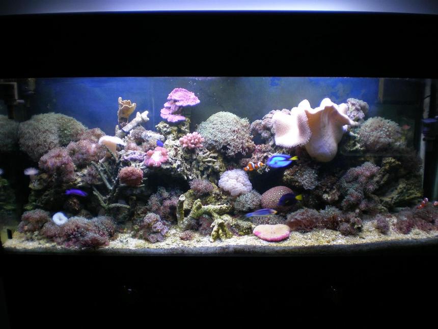 Rated #102: 120 Gallons Reef Tank - 120 gal reef