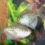 freshwater fish - moenkhausia pittieri - diamond tetra stocking in 110 gallons tank - Diamond Tetras