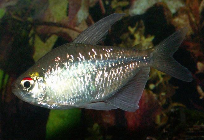 freshwater fish - moenkhausia pittieri - diamond tetra stocking in 110 gallons tank - Diamond Tetra