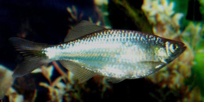 freshwater fish - danio aequipinnatus - giant danio stocking in 110 gallons tank - Giant Danio