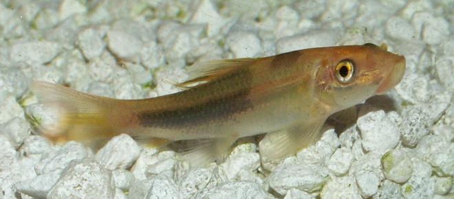 freshwater fish - gyrinocheilos aymonieri - gold algae eater stocking in 110 gallons tank - Gold and Black Algea Eater