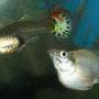 freshwater fish - poecilia latipinna - balloon molly stocking in 110 gallons tank - Guppy and White Balloon Molly