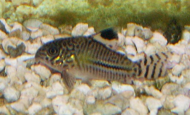 freshwater fish - corydoras sp. - false julii cory cat stocking in 110 gallons tank - Loepard Cory