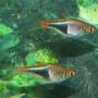 freshwater fish - rasbora heteromorpha - golden harlequin rasbora stocking in 110 gallons tank - Harlequin Rasboras