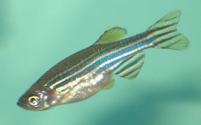 freshwater fish - danio rerio - zebra danio stocking in 10 gallons tank - Zebra Danio