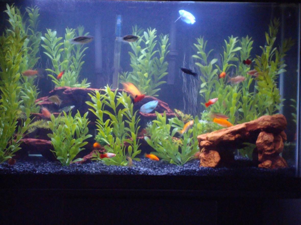 29 gallons freshwater fish tank (mostly fish and non-living decorations) - Over-stocked and loving it . . .