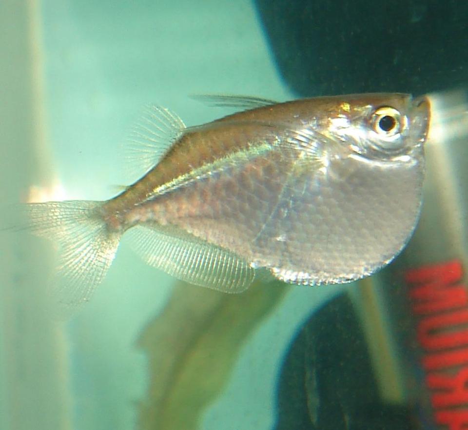 freshwater fish - gasteropelecus sternicla - silver hatchet stocking in 10 gallons tank - Silver Hatchetfish