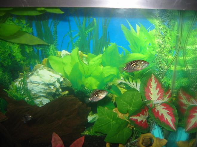 freshwater fish - thorichthys meeki - firemouth cichlid stocking in 30 gallons tank - brothers