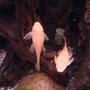 freshwater fish - ancistrus sp. - bushy nose pleco l-144 stocking in 125 gallons tank - bushy nose plecos