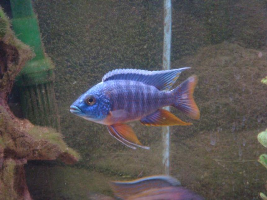 Rated #1007: Freshwater Fish - Aulonocara Hansbaenschi - Red Peacock Cichlid Stocking In 125 Gallons Tank - blue peacock