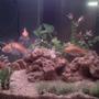 45 gallons planted tank (mostly live plants and fish) - my new tank...