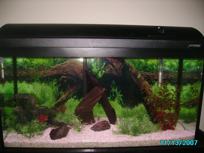 25 gallons freshwater fish tank (mostly fish and non-living decorations) - 25 Gallon Waterhome Tank
2 rocks 
1 Red plant
A Few grass plants
3 drift woods
Fake tree stump
