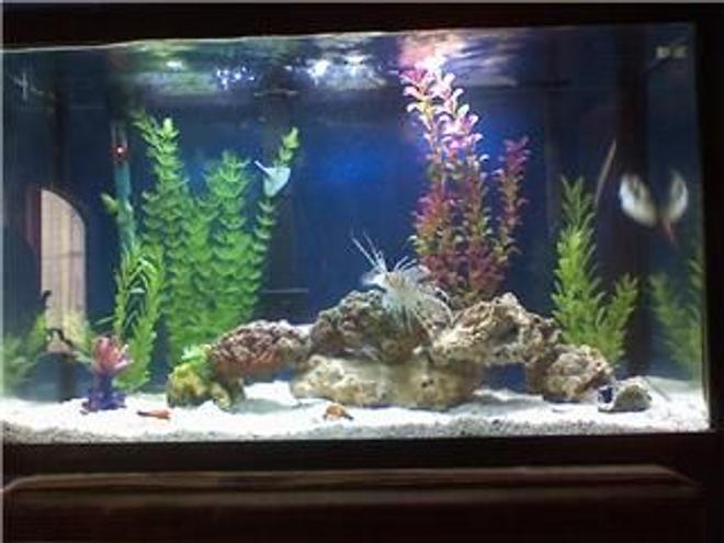 45 gallons saltwater fish tank (mostly fish, little/no live coral) - My 40 Gal Saltwater tank, upgrading to 75 soon!