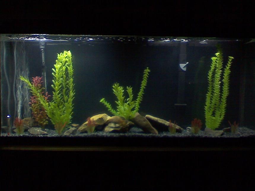 Rated #2833: 45 Gallons Freshwater Fish Tank - My 55 gal Oscar tank