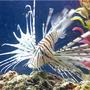 saltwater fish - pterois russelli - russell's lionfish stocking in 45 gallons tank - Lionfish