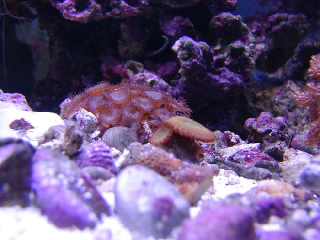 corals inverts - zoanthus sp. - spiderman zoos stocking in 75 gallons tank - Zoos